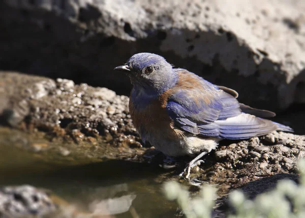 Uccello Azzurro Occidentale Maschio Sialia Mexicana — Foto Stock