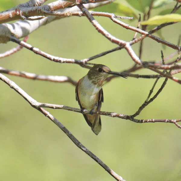 Rufous Colmingbird Nőstény Szelaszféra Rufusz — Stock Fotó