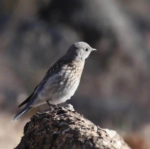 Merle Bleu Ouest Immature Sialia Mexicana — Photo