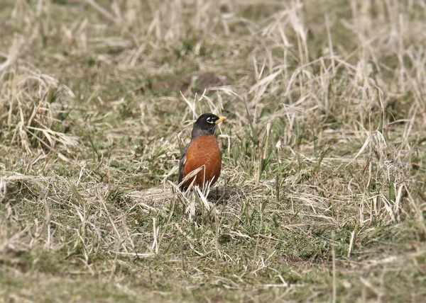 Rotkehlchen Turdus Migratorius — Stockfoto