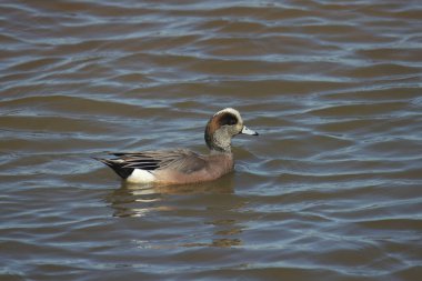 Amerikan Wigeon (erkek) (mareca americana)) 