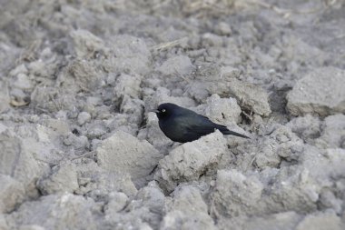 Brewer 's Blackbird (erkek) (euphagus siyanocephalus))