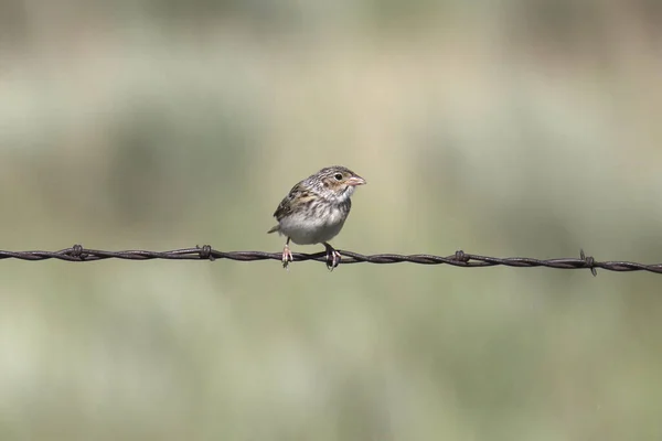 Кузнечик Воробей Ammodramus Savannarum — стоковое фото