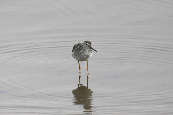 Pieds Jaunes Moins Grands Tringa Melanoleuca Tringa Flavipes — Photo