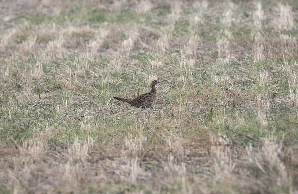 Ring Necked Pheasant Female Phasianus Colchicus Walking Mowed Field — Stock Photo, Image