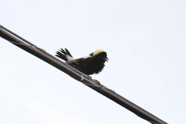 Bobolink Erkek Dolichonyx Oryzivorus — Stok fotoğraf