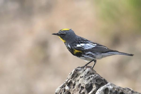 Paruline Polyglotte Audubon Mâle Setophaga Coronata — Photo