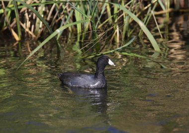 Amerikan Sakarmeke (Fulica americana)
