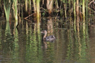 Pied-bill Grebe (podilymbus podiceps)