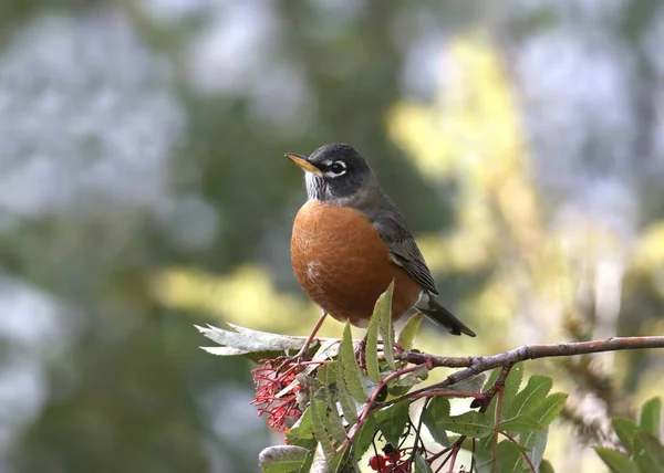 Amerikalı Robin Turdus Migratorius — Stok fotoğraf