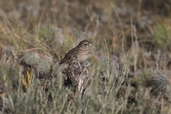 Longspur Mccown Hembra Rhynchophanes Mccownii — Foto de Stock