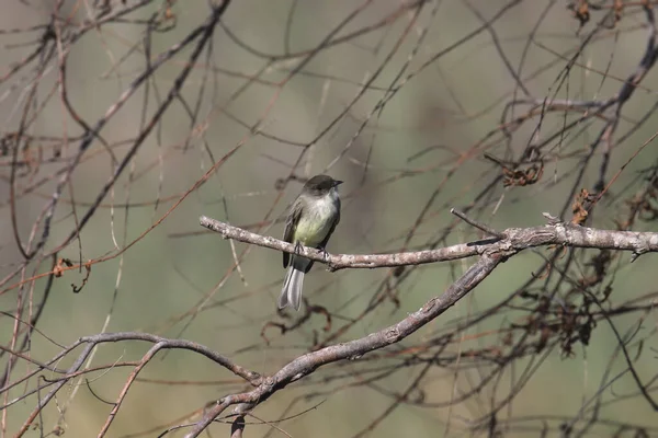 Östliche Phoebe Sayornis Phoebe — Stockfoto