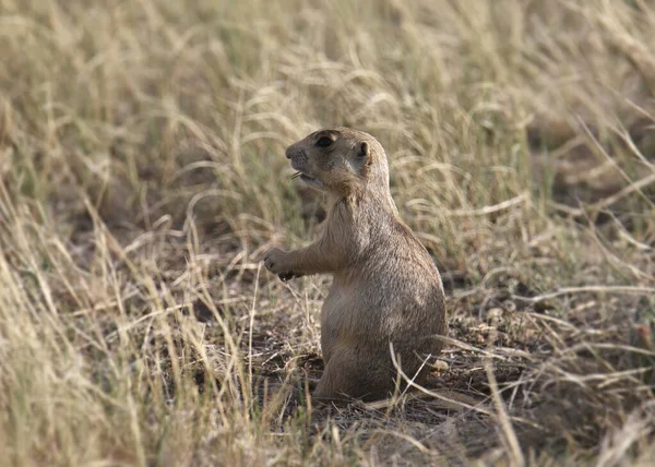 Chien Prairie Cynomys Leucurus Assis Sur Ses Hanches — Photo