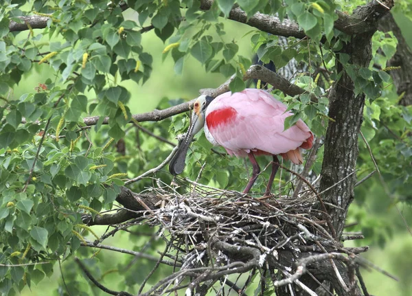 Pembe Kaşıkçı Platalea Ajaja — Stok fotoğraf