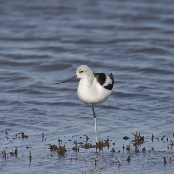 American Avocet Não Reprodutores Recurvirostra Americana — Fotografia de Stock