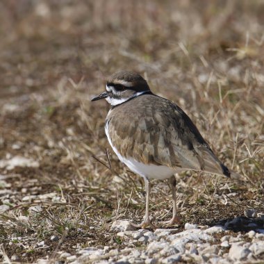 Killdeer (charadrius vociferus) otlak bir alanda duruyor