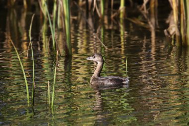 Pied-bill Grebe (podilymbus podiceps)