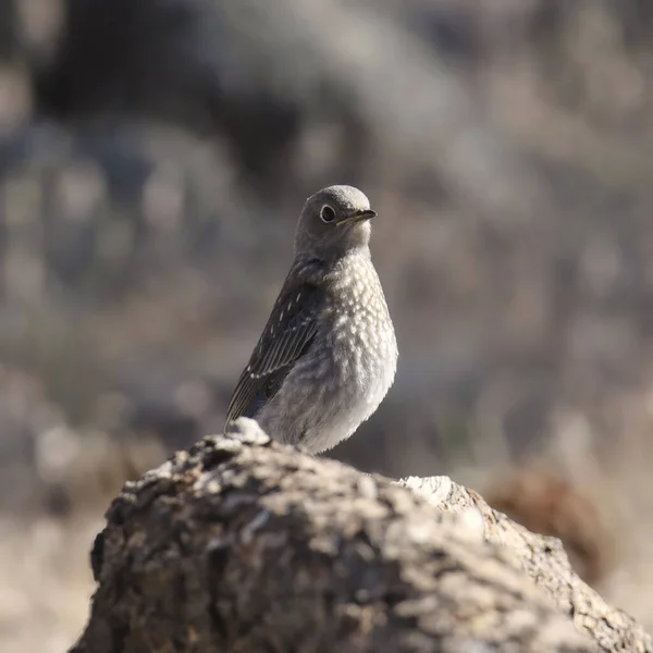 Western Bluebird Незрілий Sialia Mexicana — стокове фото