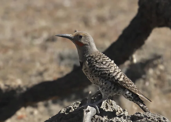 Nord Flicker Rødeskaft Mann Colaptus Auratus – stockfoto