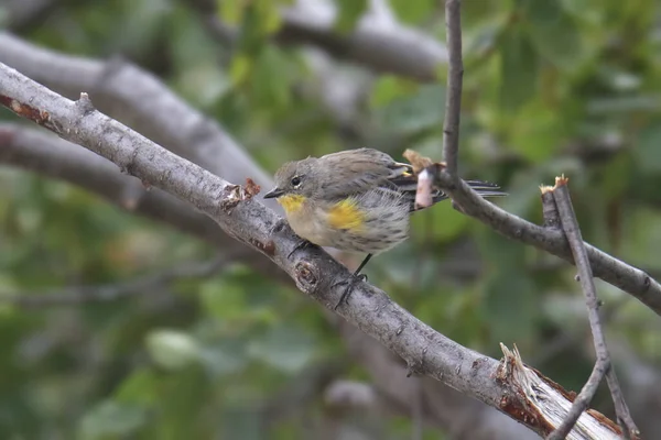 Parula Dal Ciuffo Giallo Audubon Femmina Setophaga Coronata — Foto Stock