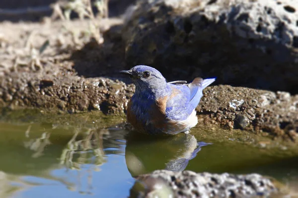 Western Bluebird Male Sialia Mexicana — 图库照片