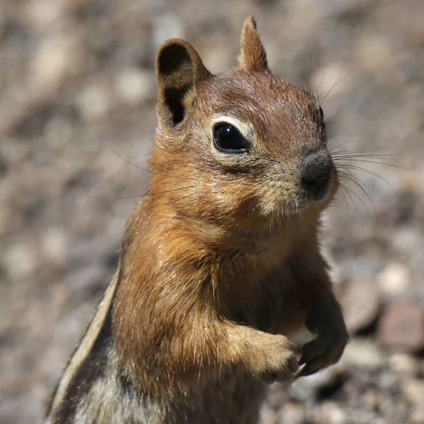 Golden Mantled Ground Squirrel Callospermophilus Lateralis — Stock Photo, Image