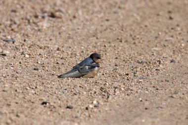 Ahır kırlangıcı (Hirundo rustica)
