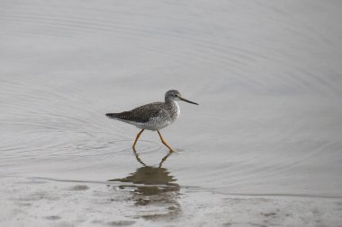 Daha büyük ya da daha Küçük Sarıbacak (tringa melanoleuca ya da tringa flavipes)
