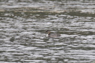 Kızıl boyunlu batağan (Podiceps grisegena)