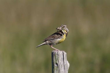 Batı Meadowlark (sturnella ihmal) 