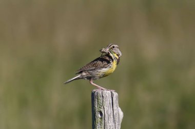 Western Meadowlark (sturnella neglecta)  clipart