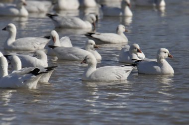 Kar Kaz (chen caerulescens)) 