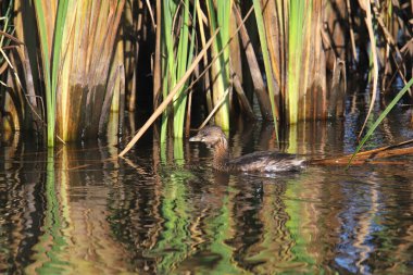 Pied-bill Grebe (podilymbus podiceps)
