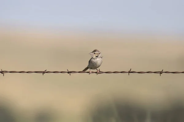 Brewer Sparrow Spizella Breweri Usazený Ostnatém Drátu — Stock fotografie