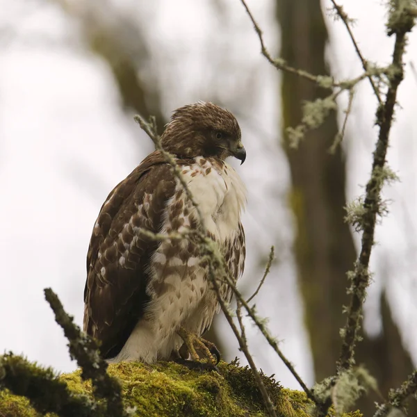 Faucon Queue Rousse Buteo Jamaicensis — Photo