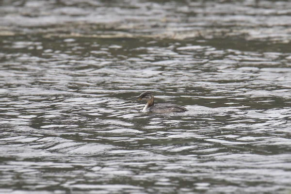 Grèbe Bec Étroit Podiceps Grisegena — Photo