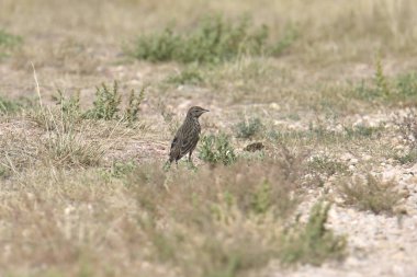 Sage Thrasher (oreoscoptes montanus)