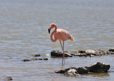 American Flamingo (phoenicopterus ruber))