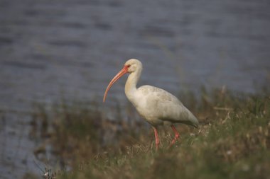 Beyaz Ibis (eudocimus albus)