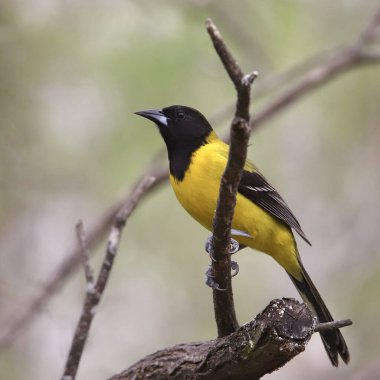Audubon 'un Oriole' u (erkek) (icterus graduacauda)