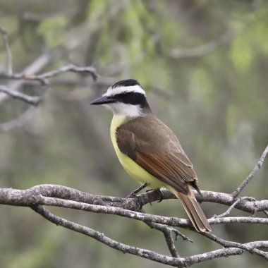Büyük Kiskadee (pitangus sulphuratus) 