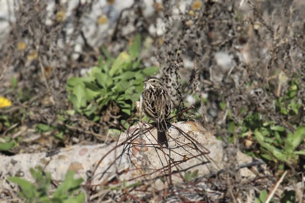 Savannah Sparrow Passerculus Sandwichensis — Fotografia de Stock