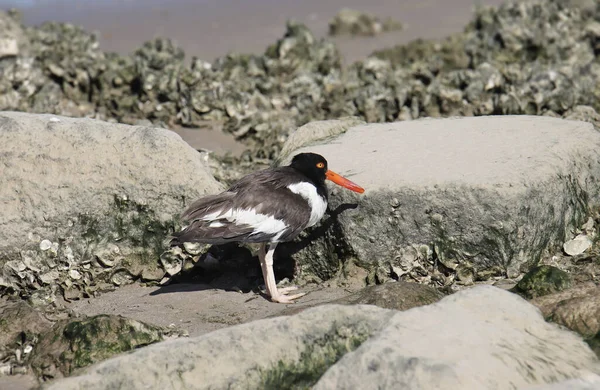 American Oystercatcher Haematopus Palliatus — стоковое фото