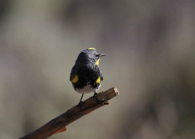 Sarı popolu Warbler (Audubon 's, erkek) (setophaga coronata))