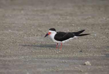 Siyah Kepçe (Rynchops Nijer)