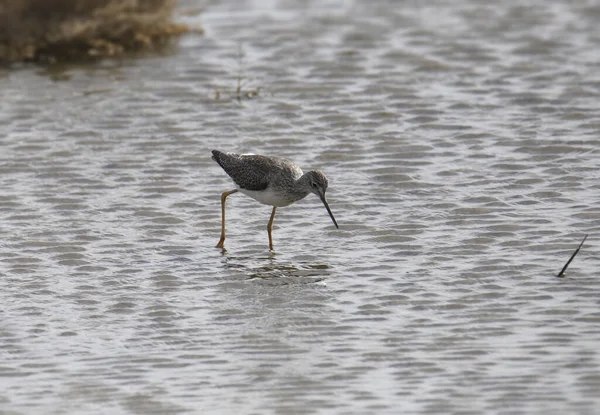 Pernas Amarelas Maiores Menores Tringa Melanoleuca Tringa Flavipes — Fotografia de Stock