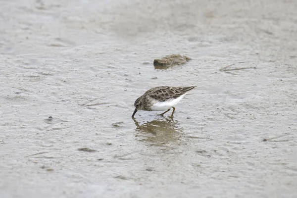 Wasserläufer Nicht Brütend Calidris Minutilla — Stockfoto