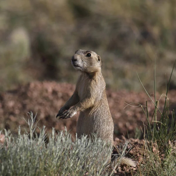 Witstaarthond Cynomys Leucurus — Stockfoto