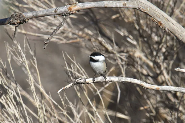 Siyah Başlıklı Chickadee Poecile Atricapillus — Stok fotoğraf