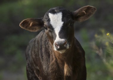Beyaz alevli siyah buzağı.